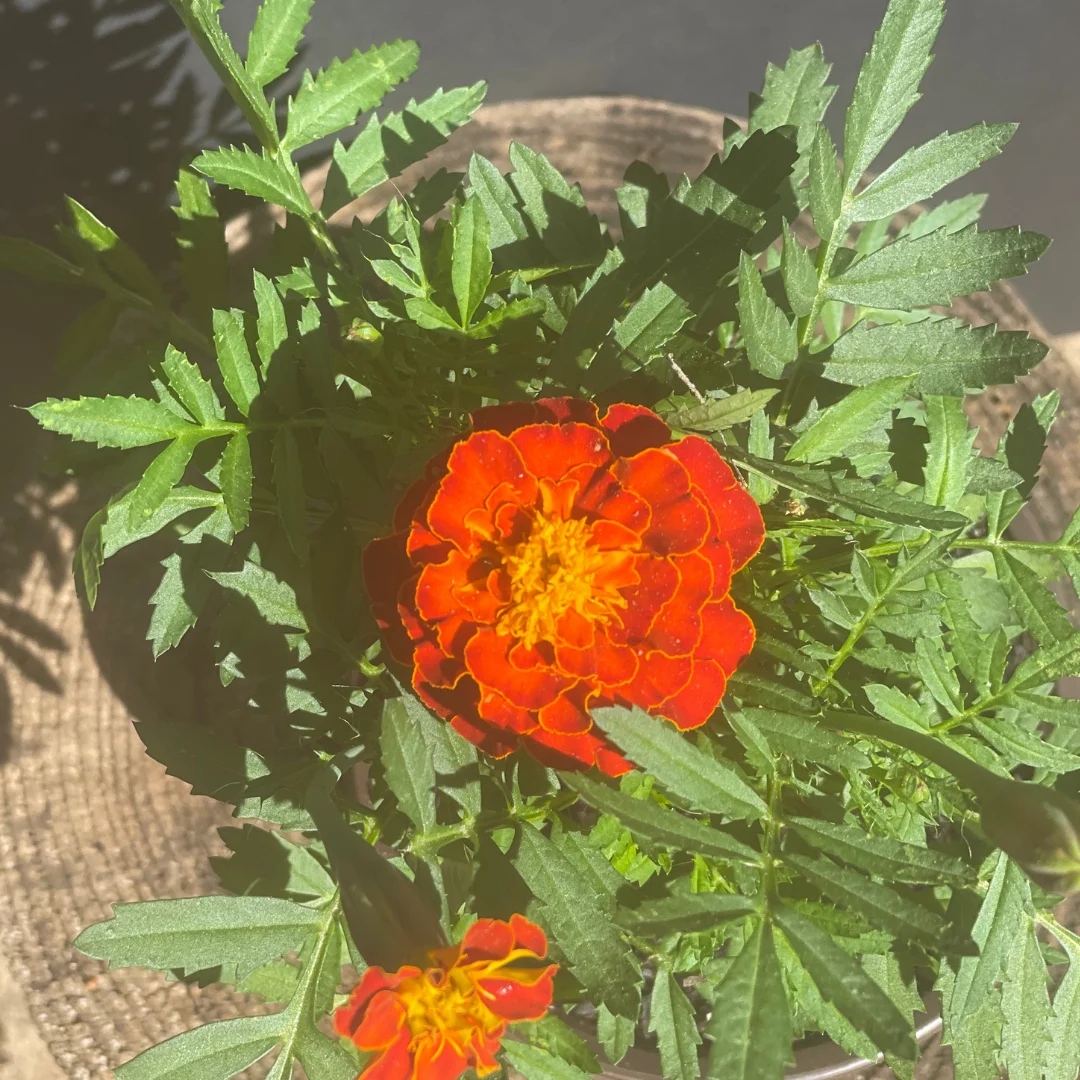 Marigold Seedlings